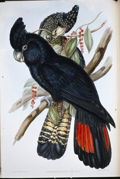 Cacatoès banksien - John (after) Gould