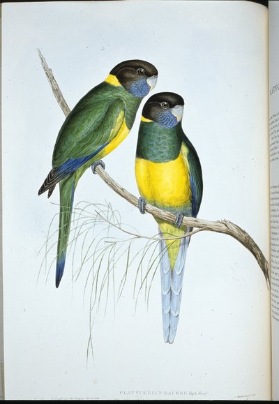Perruche de Bauer (Platycercus Baueri) - John (after) Gould