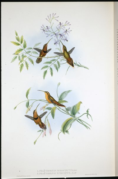 Ermite ceinturé (Phaethornis Nigrocinctus) et Ermite évêque (Phaethornis Episcopus) - John (after) Gould