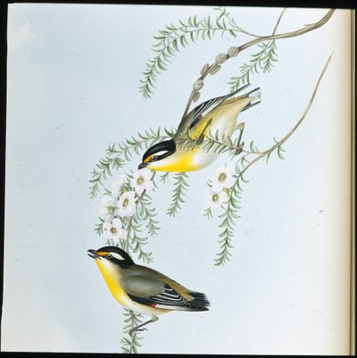 Pardalote à tête noire (Pardalotus Melanocephalus) - John (after) Gould