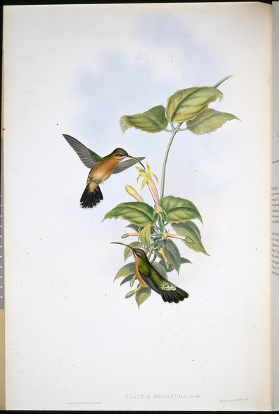 Ermite à queue noire - John (after) Gould