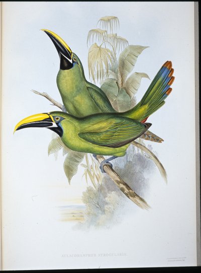 Toucan à bec rainuré à gorge noire - John (after) Gould
