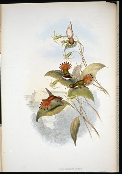 Saphir à tête bleue (eucephala grayi) - John (after) Gould
