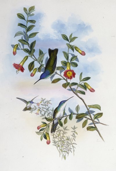 Couronne azur à cou bleu - John (after) Gould