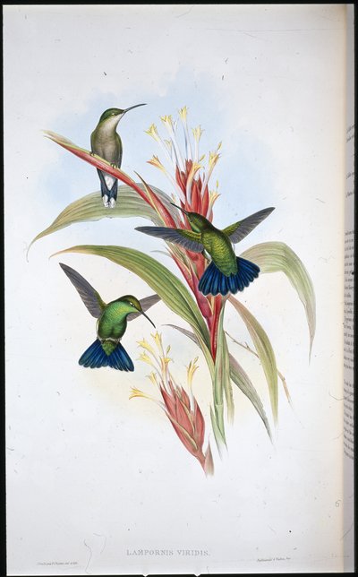 Colibri à queue bleue (Lampornis Viridis) - John (after) Gould