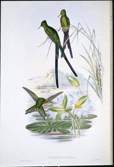 Sylphe à queue bleue (Cynanthus Cyanurus) - John (after) Gould