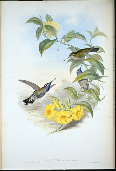 Cazique à gorge bleue (Delattria Clemenciae) - John (after) Gould
