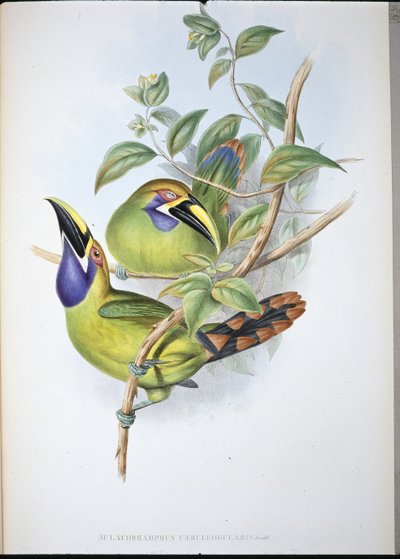 Toucan à bec rainuré à gorge bleue - John (after) Gould