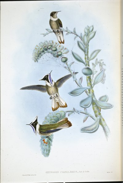 Hlemte à gorge bleue - John (after) Gould