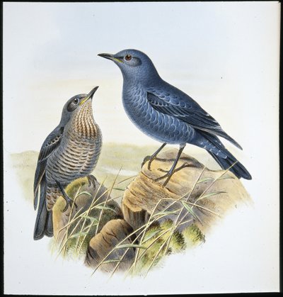 Monticole bleu (Petrocossyphus Cyanus) - John (after) Gould