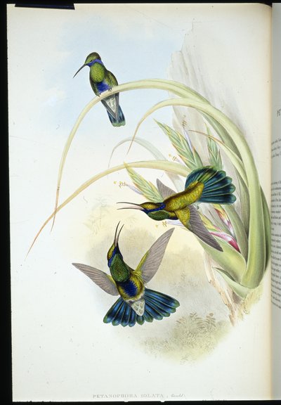 Oreillard violet de Bolivie - John (after) Gould
