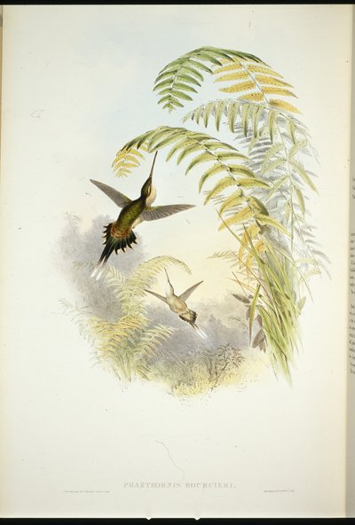 Ermite de Bourcier - John (after) Gould