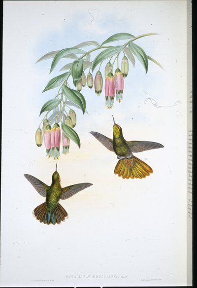 Queue de laiton - John (after) Gould