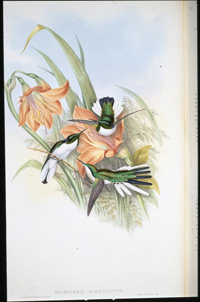 Fée brésilienne (Heliothrix Auriculatus) - John (after) Gould