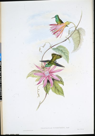 Émeraude à front brillant (Thaumatias Nitidifrons) - John (after) Gould