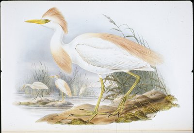 Héron garde-bœufs - John (after) Gould