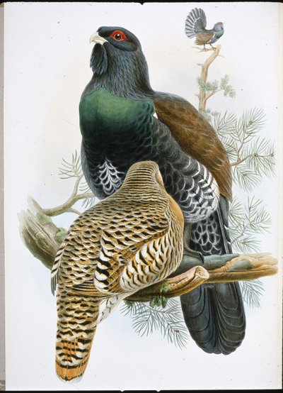 Grand tétras - John (after) Gould