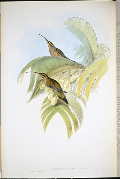 Ermite de Cayenne (Phaethornis Superciliosus) - John (after) Gould