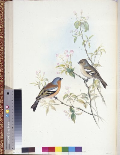 Pinson des arbres (Fringilla Caelebs) - John (after) Gould