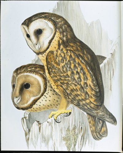 Chouette à face châtain - John (after) Gould