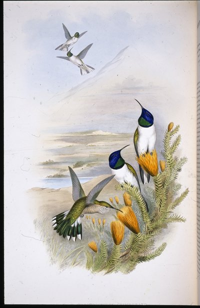 Colibri Chimborazo - John (after) Gould