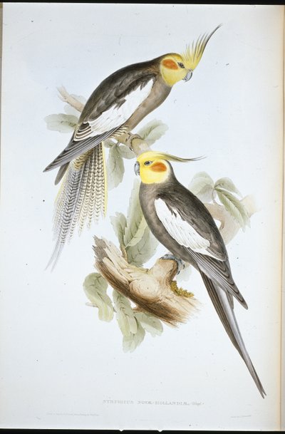 Perruche cacatoès (Nymphicus Novae-Hollandiae) - John (after) Gould