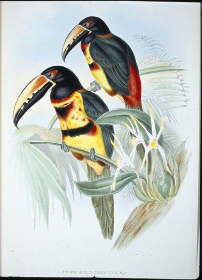 Aracari collier - John (after) Gould