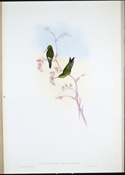 Émeraude colombienne (Chlorostilbon Angustipennis) - John (after) Gould