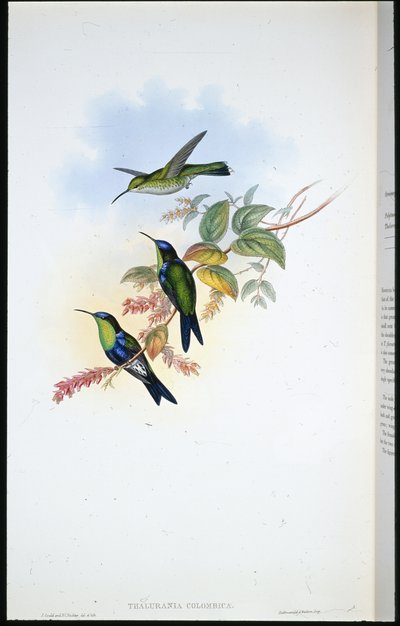Panoplites colombien / Nymphe des bois colombienne (Thalurania Colombica) - John (after) Gould