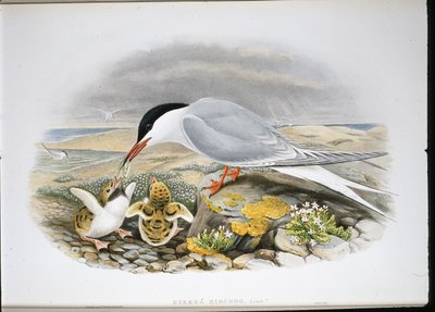 Sterne pierregarin - John (after) Gould