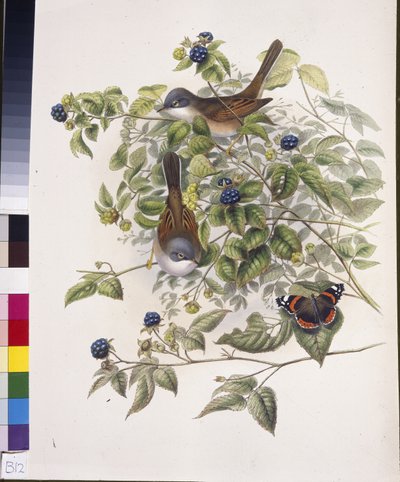 Fauvette grisette (Sylvia communis) - John (after) Gould