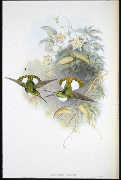 Inca de Conrad - John (after) Gould