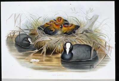 Foulque macroule (Fulica Atra) - John (after) Gould