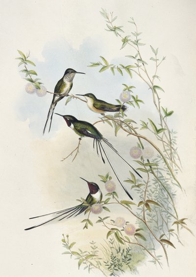 Queue-en-ciseaux de Cora - John (after) Gould