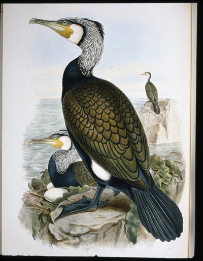 Cormoran - John (after) Gould