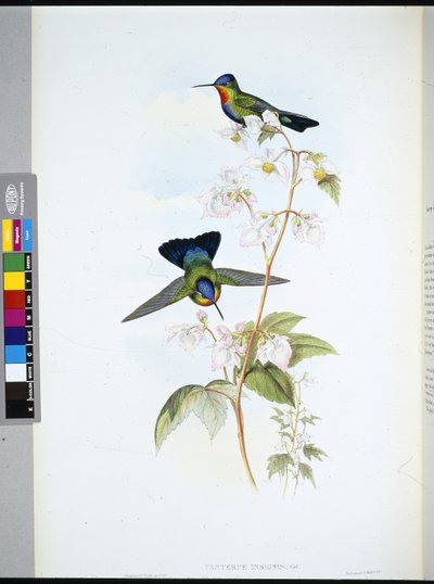 Colibri du Costa Rica (Panterpeinsignis) - John (after) Gould