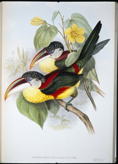 Araçari à crête bouclée - John (after) Gould