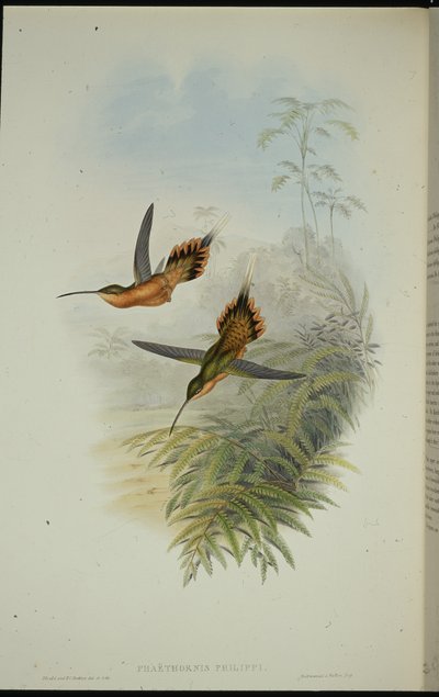 Ermite de Fillipi - John (after) Gould