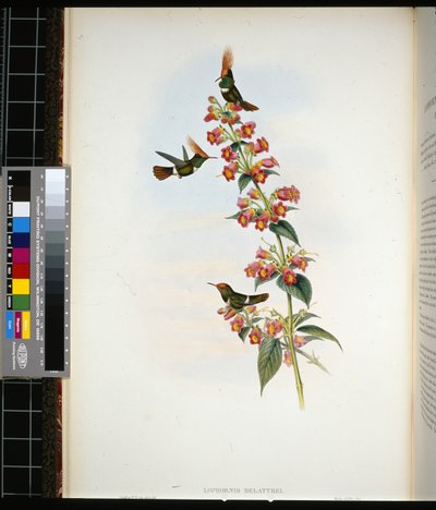 Coquette de Delattre (lophornis Delattrei) - John (after) Gould
