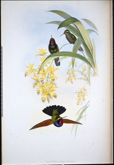 Grenat de De Rham (Lamprolaima Rhami) - John (after) Gould