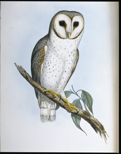 Chouette délicate - John (after) Gould