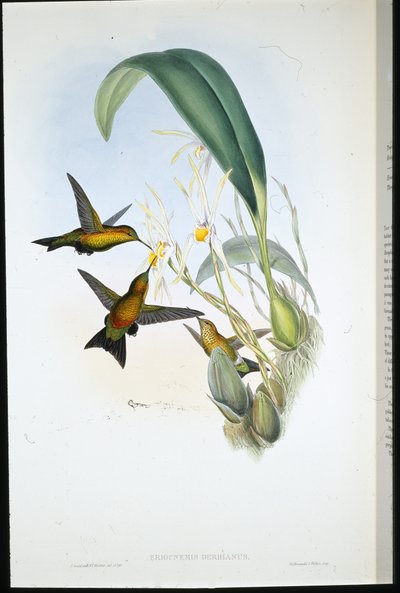 Puff-leg de Derby (Eriocnemis Derbianus) - John (after) Gould