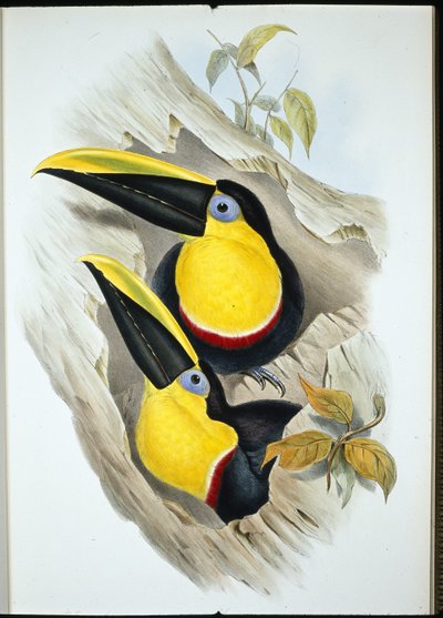 Toucan douteux - John (after) Gould