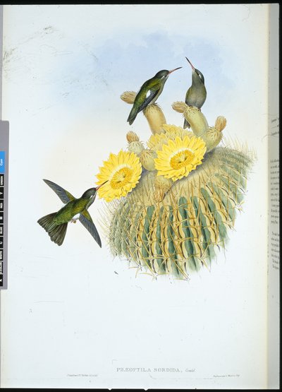 Colibri sombre - John (after) Gould