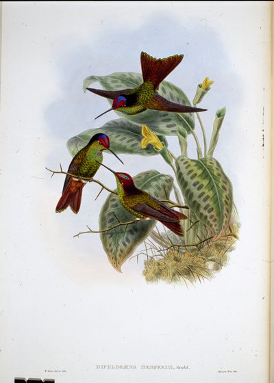 Arc-en-ciel équatorien - John (after) Gould