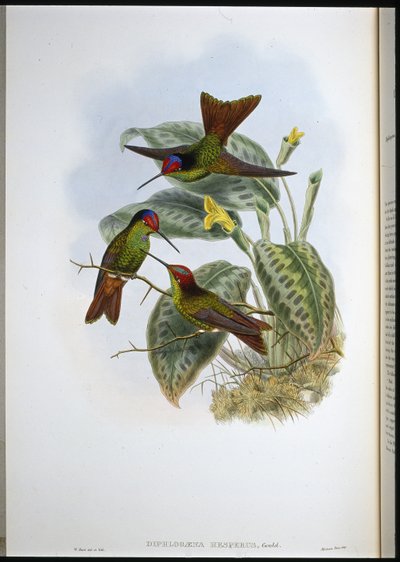 Arc-en-ciel équatorien (Diphlogaena Hesperus) - John (after) Gould