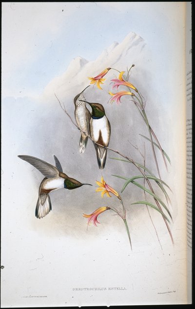 Colibri étoile de colline d