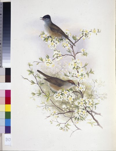 Fauvette à tête noire (Sylvia atricapilla) - John (after) Gould