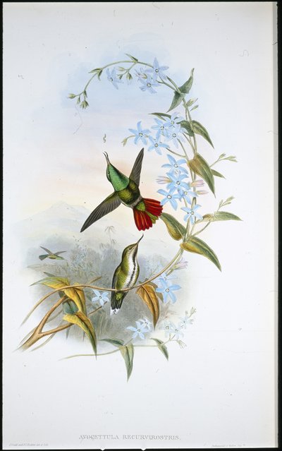 Avocette à queue de feu (Avocettula Recurvirostris) - John (after) Gould