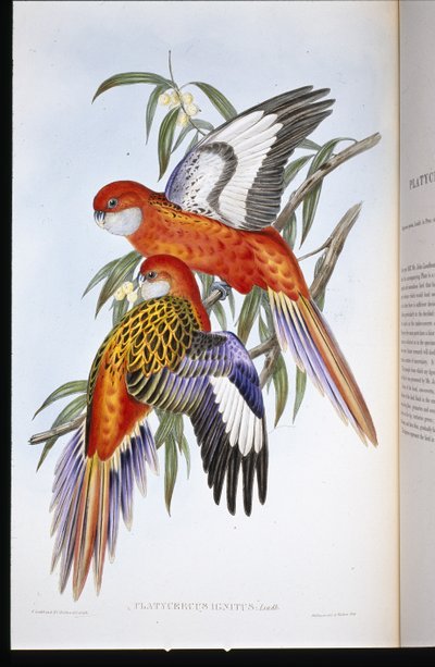 Perruche ardente - John (after) Gould
